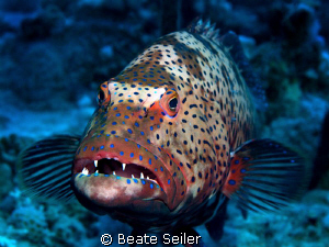 Grouper taken with Canon G10 by Beate Seiler 